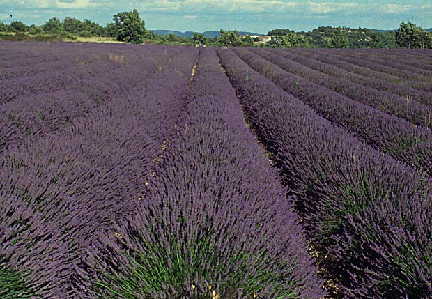 Lila, Lavendel